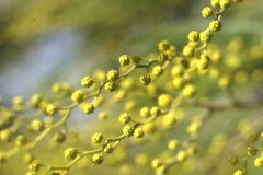 davicino-65_edited