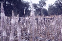 piccolocosmo-75_edited