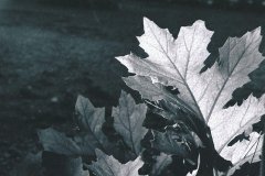 trasparenza-foglia