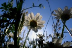 fiori-dal-basso_2
