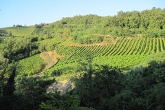 langhe-c10_IMG_0820
