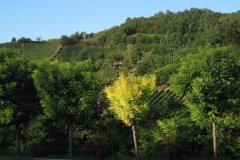 langhe-c12_IMG_0817