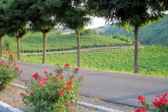 langhe-c1_IMG_0052