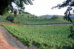 langhe-c2_IMG_0054