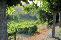 langhe-c3_IMG_0809