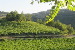 langhe-c5_IMG_0812